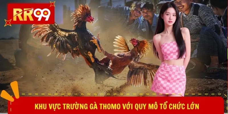 Khu vực trường gà Thomo với quy mô tổ chức lớn